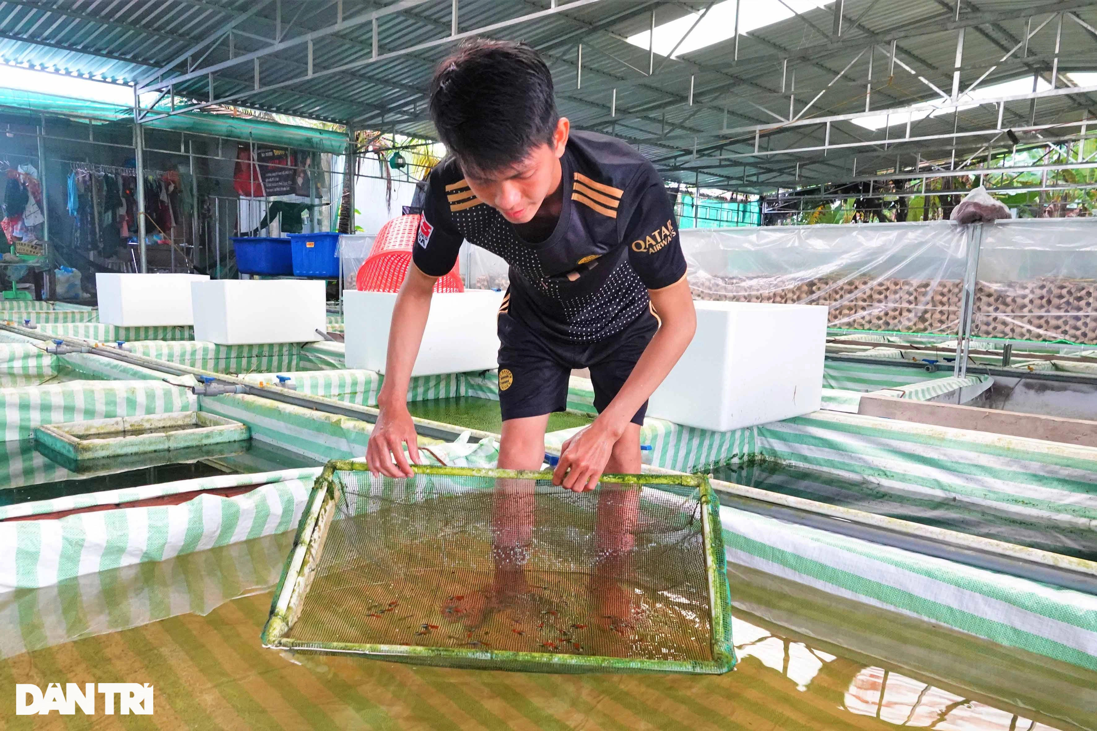 Sinh viên dừng học khởi nghiệp với loài cá bơi đẹp như vũ công, thắng đậm - 6