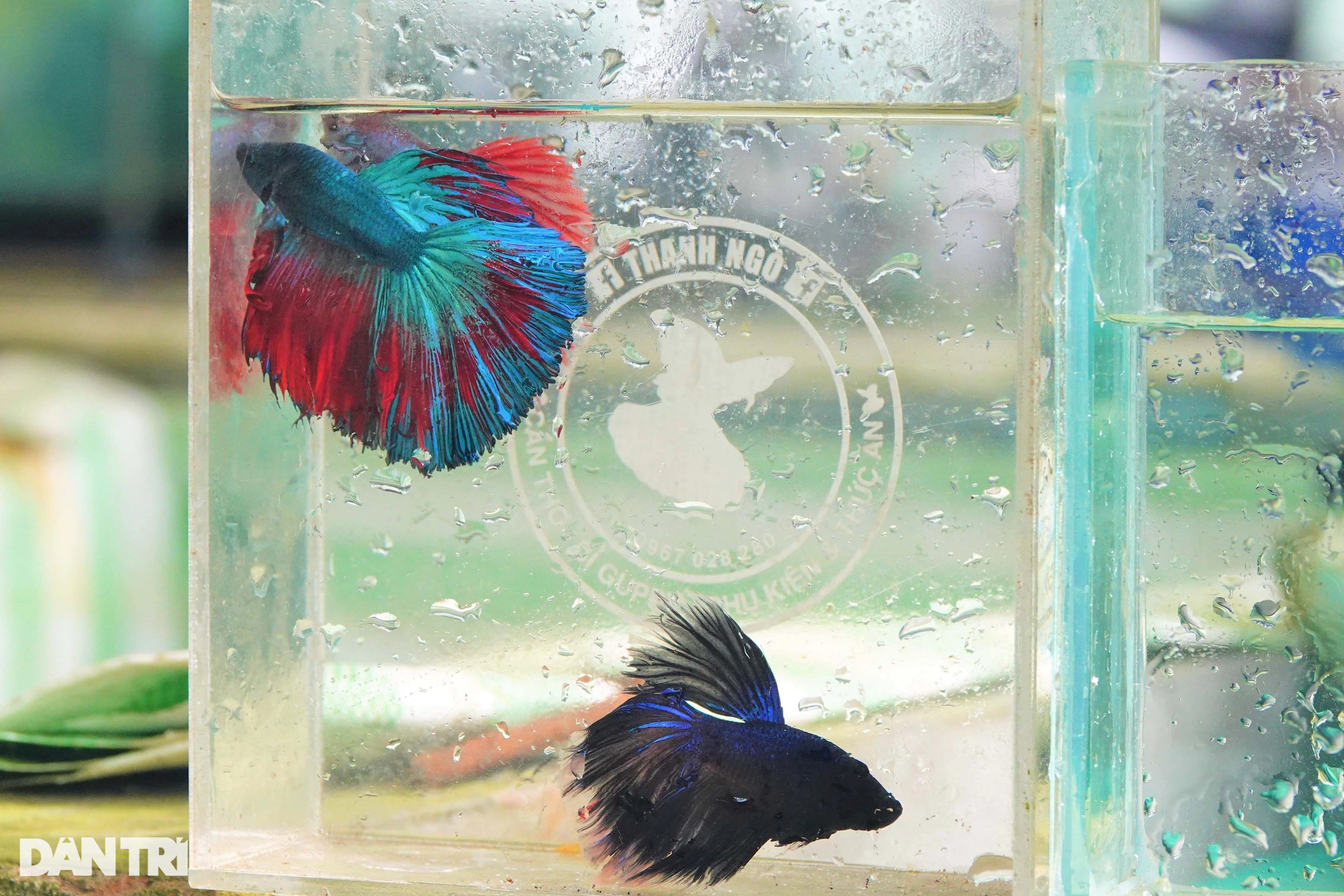 Sinh viên dừng học khởi nghiệp với loài cá bơi đẹp như vũ công, thắng đậm - 3
