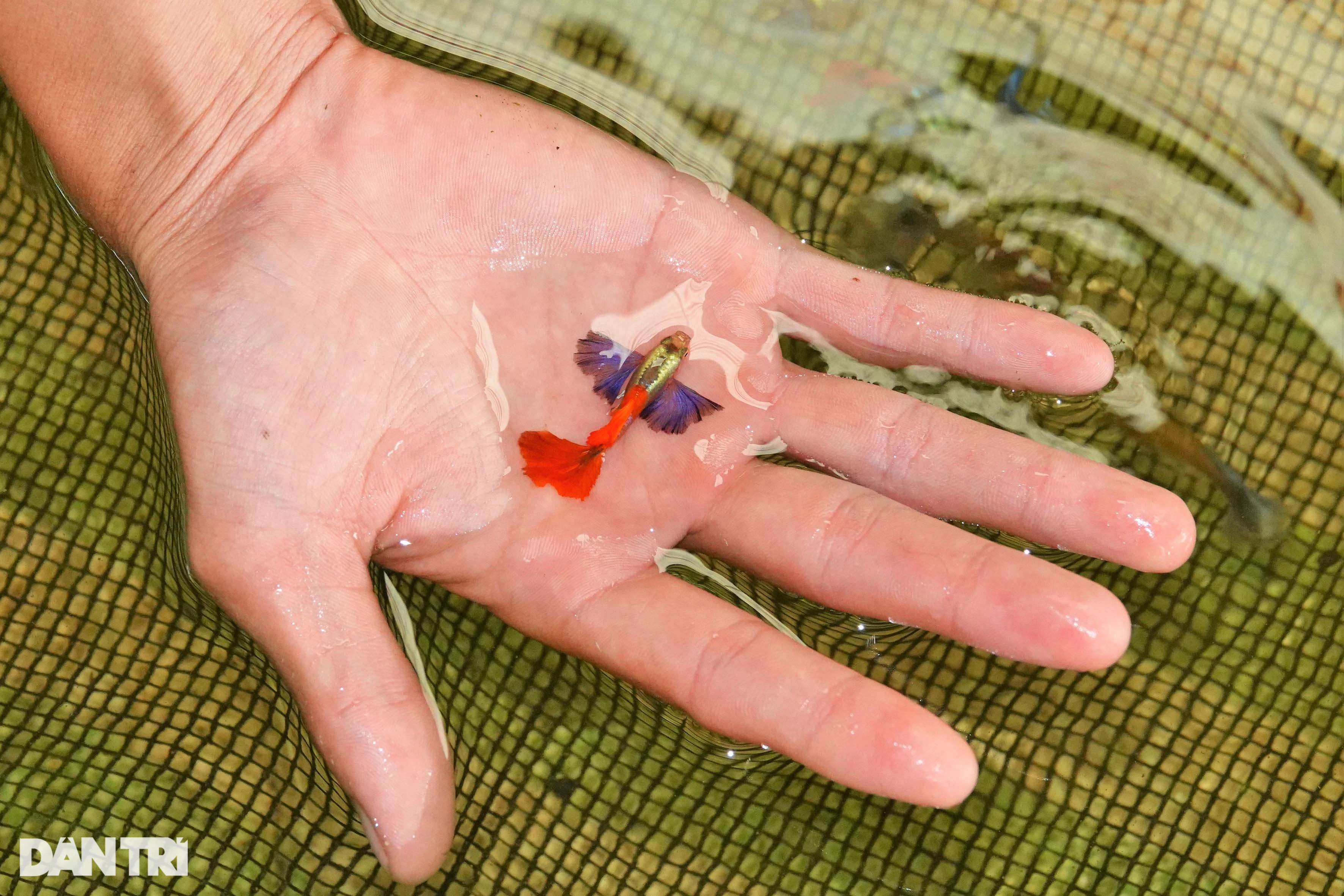 Sinh viên dừng học khởi nghiệp với loài cá bơi đẹp như vũ công, thắng đậm - 5