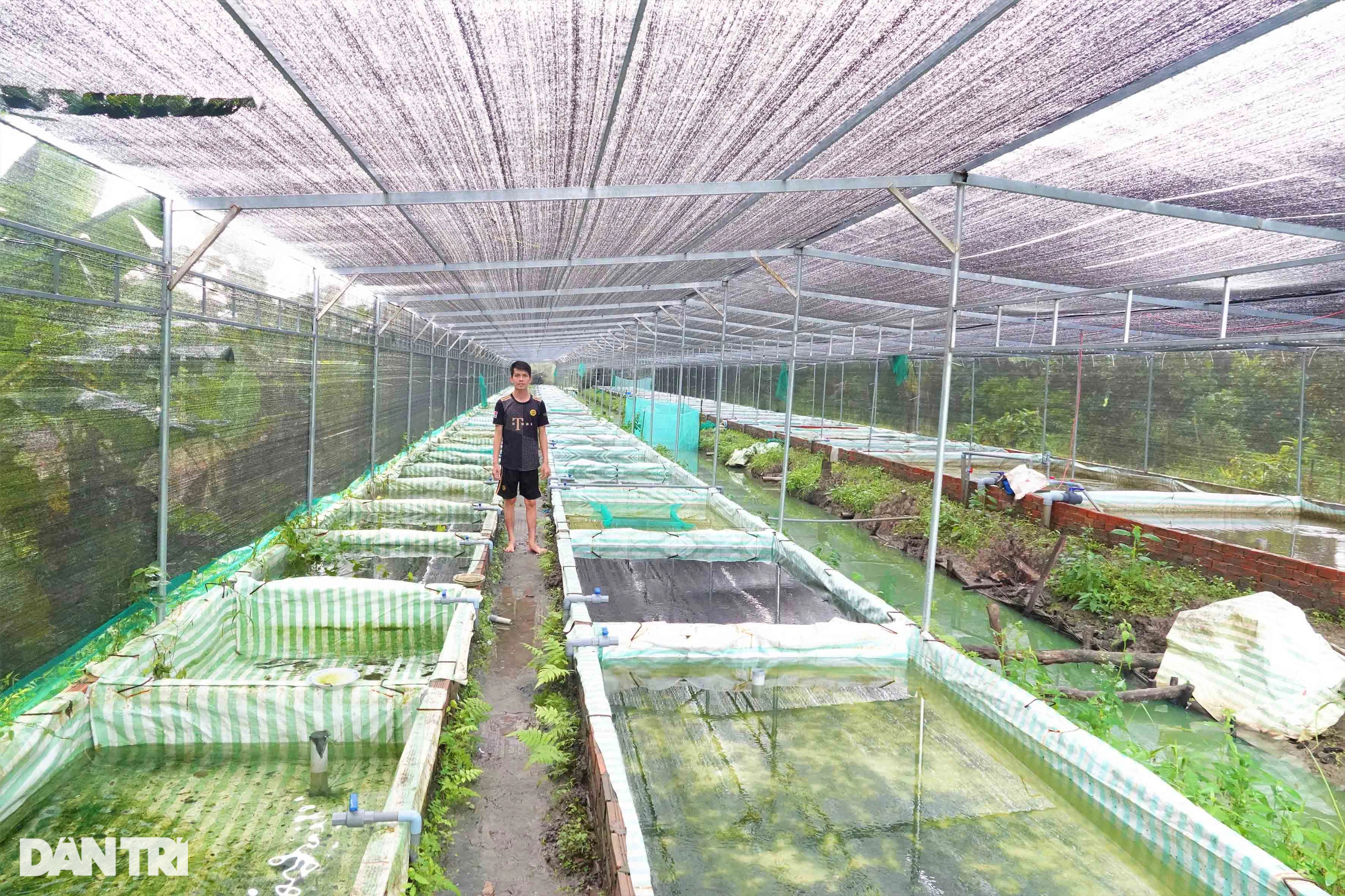 Sinh viên dừng học khởi nghiệp với loài cá bơi đẹp như vũ công, thắng đậm - 2