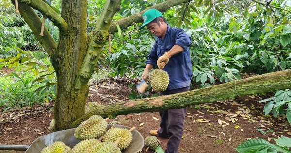 Sầu riêng thành sầu chung!