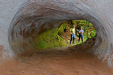Bí ẩn những đường hầm khổng lồ được tạo ra bởi loài lười