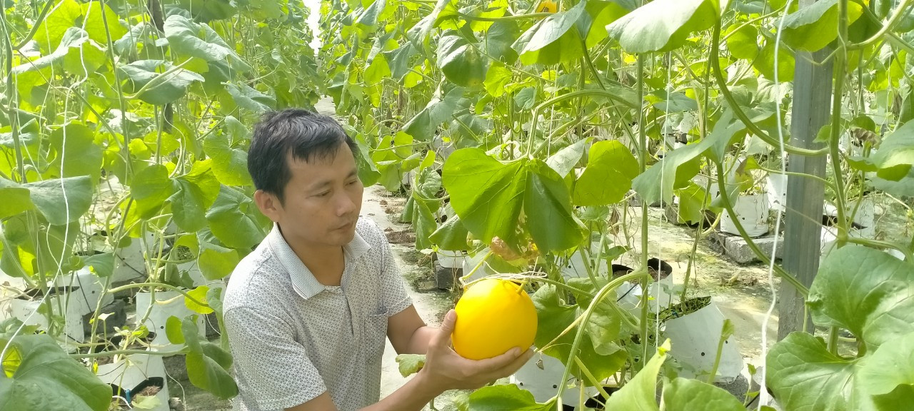 Trồng loại dưa “Kim hoàng hậu” thầy giáo thu hàng chục triệu đồng