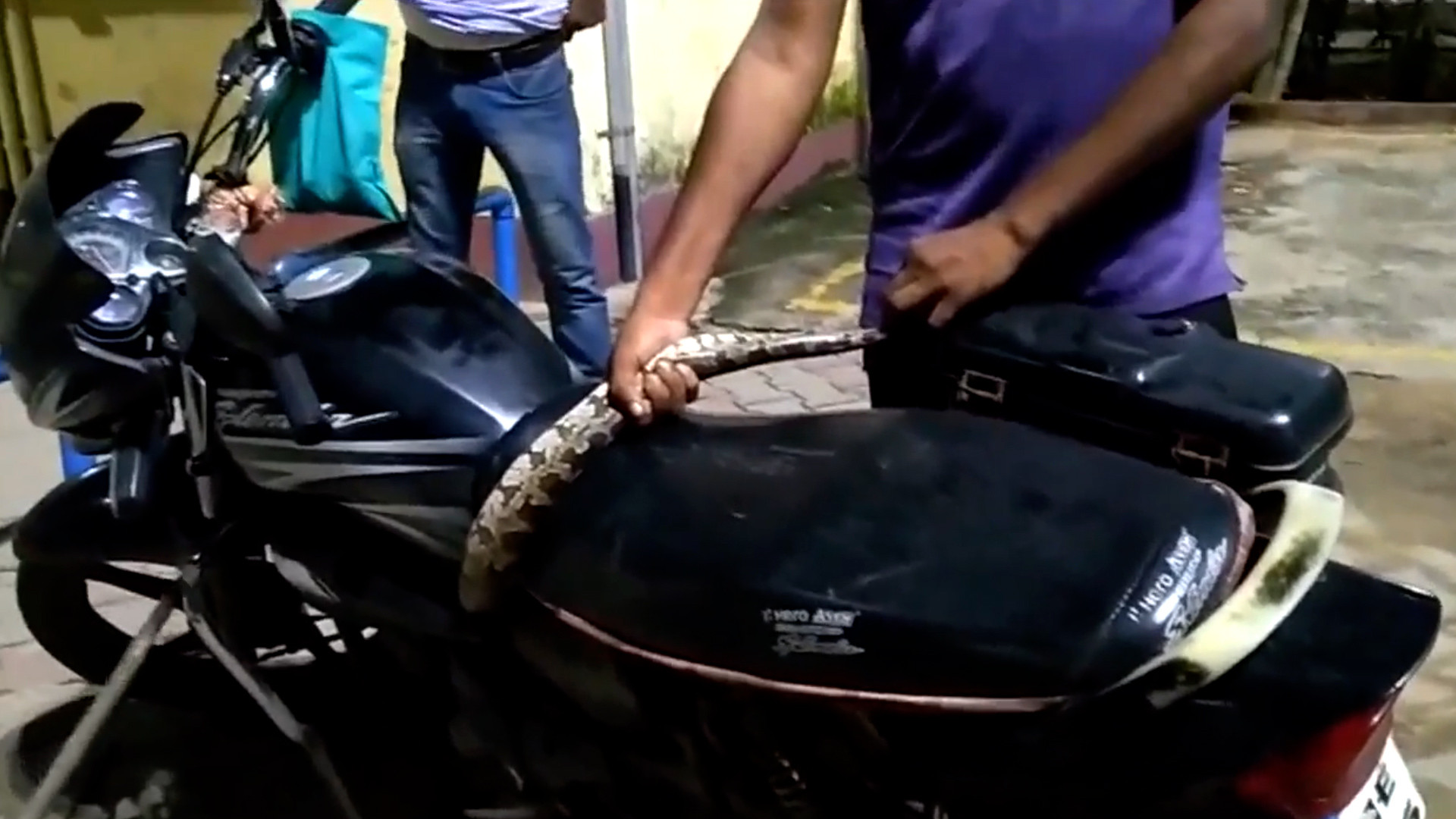 Người đàn ông giật mình phát hiện trăn khủng quấn chặt chiếc xe máy