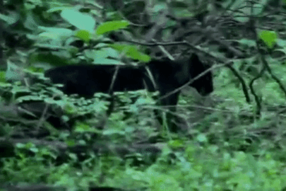 Báo đen siêu quý hiếm bất ngờ xuất hiện vắt vẻo trên cây