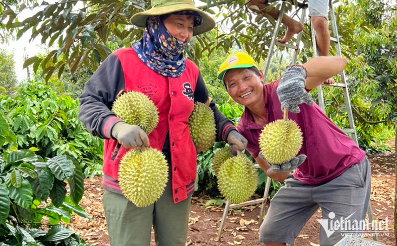 51 vườn sầu riêng đạt chuẩn xuất sang Trung Quốc