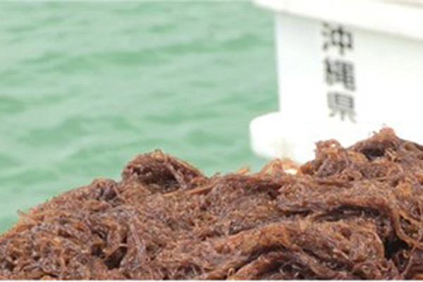 Khả năng ngừa viêm của tảo nâu Mozuku Nhật Bản