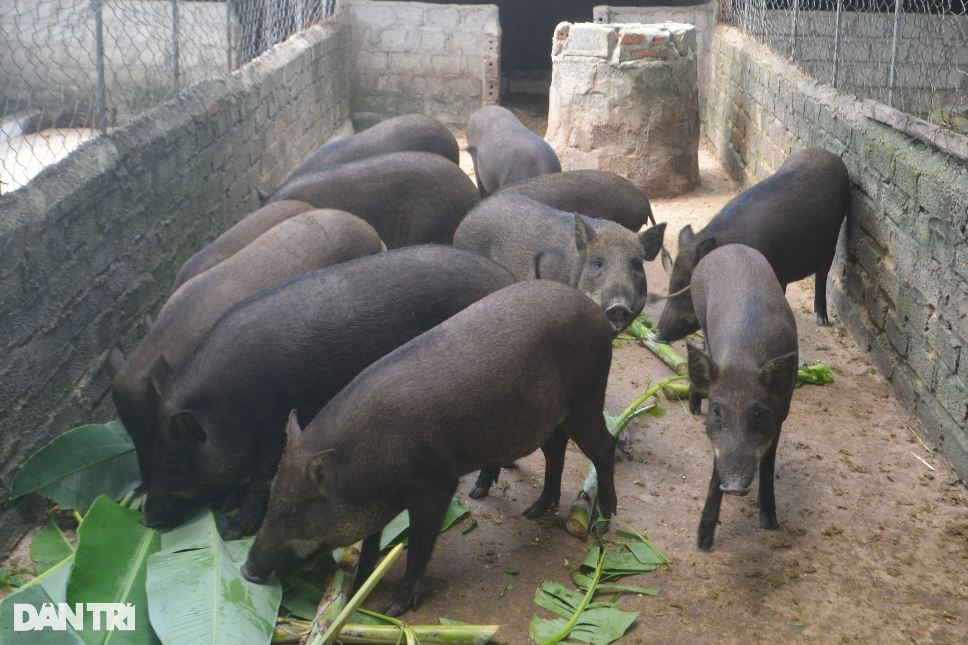 Vỗ lợn rừng bằng chè khổng lồ, lãi hàng trăm triệu đồng mỗi năm - 4