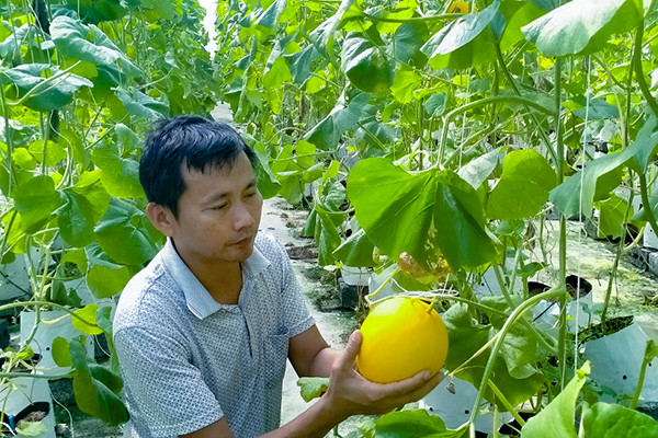 Lương giáo viên không đủ nuôi 3 con, thầy mỹ thuật 'khởi nghiệp' trồng dưa lưới