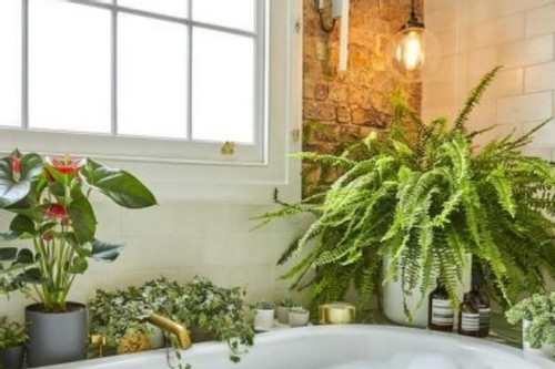 Những loại cây thích hợp nên đặt trong phòng tắm nhà bạn