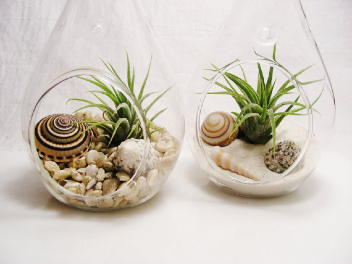 nhung loai cay thich hop nen dat trong phong tam nha ban hinh anh 7