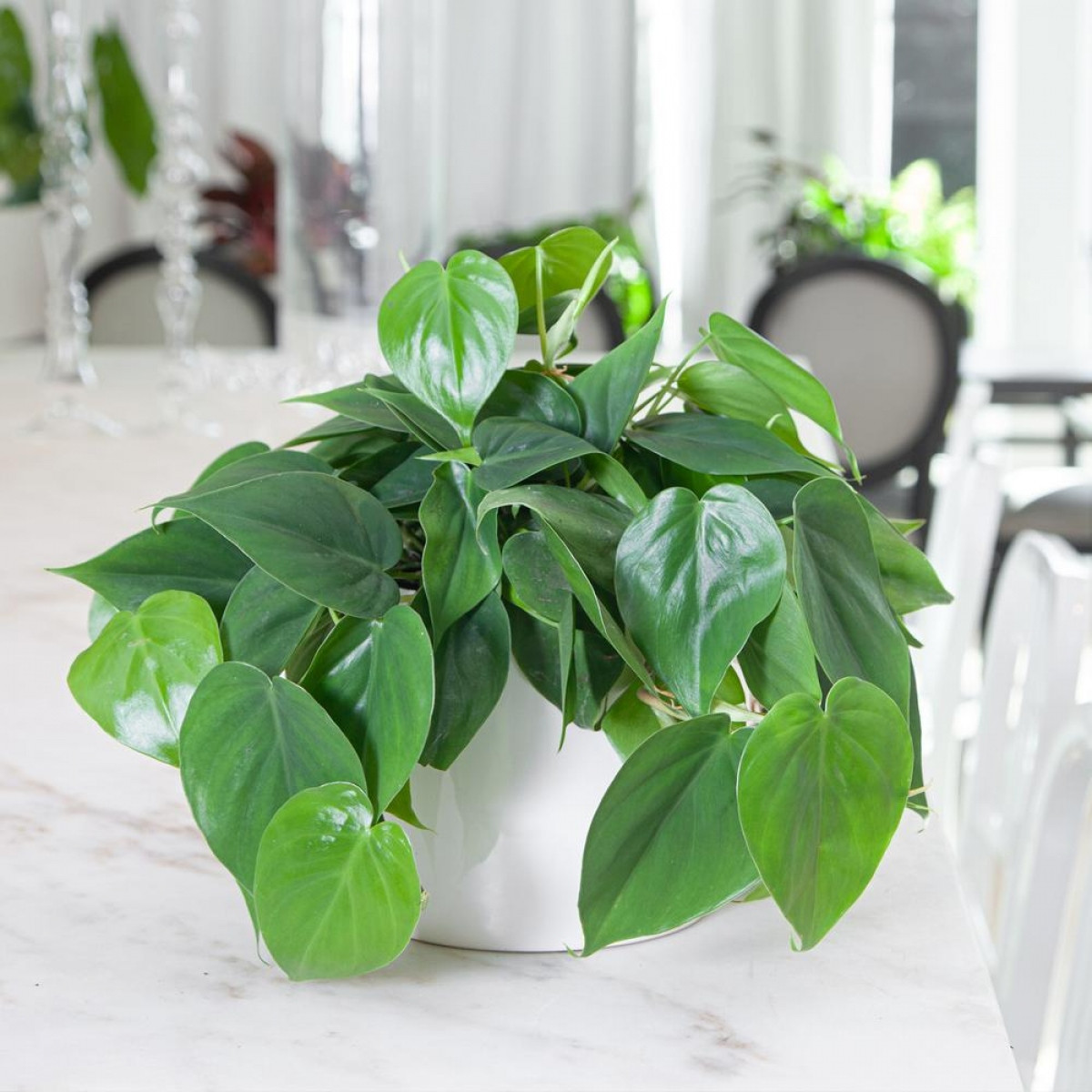 nhung loai cay thich hop nen dat trong phong tam nha ban hinh anh 11