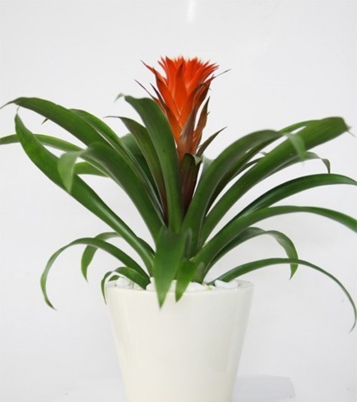 nhung loai cay thich hop nen dat trong phong tam nha ban hinh anh 6