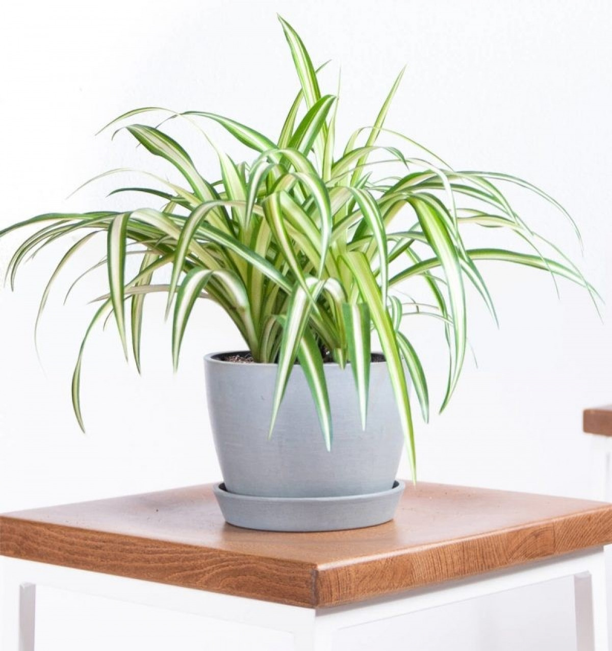 nhung loai cay thich hop nen dat trong phong tam nha ban hinh anh 4