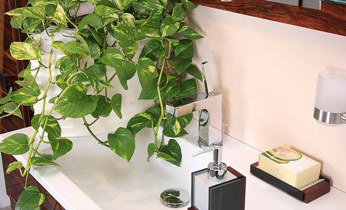 Những loại cây thích hợp nên đặt trong phòng tắm nhà bạn