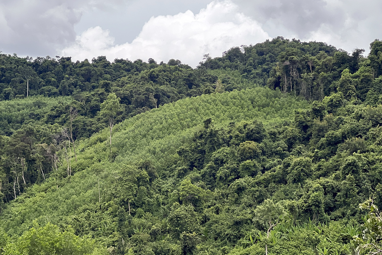 Người phụ nữ bị phạt hơn 160 triệu đồng, buộc trồng lại 2.600m2 rừng