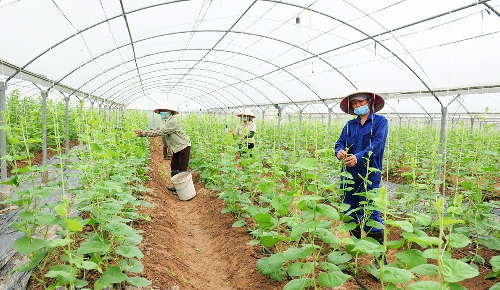 Ngành nông nghiệp sẽ phải đổi mới tư duy sản xuất