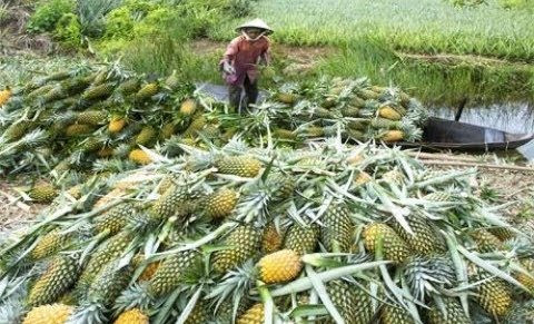 Huyện Tân Phước xây dựng các vùng chuyên canh nông sản hàng hóa
