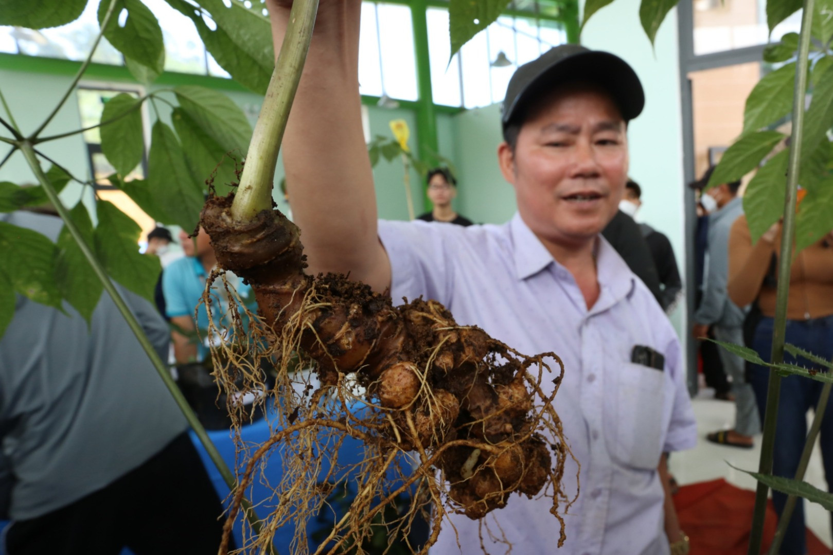 Quyết tâm đưa ‘báu vật của rừng’ có sức cạnh tranh trên toàn cầu
