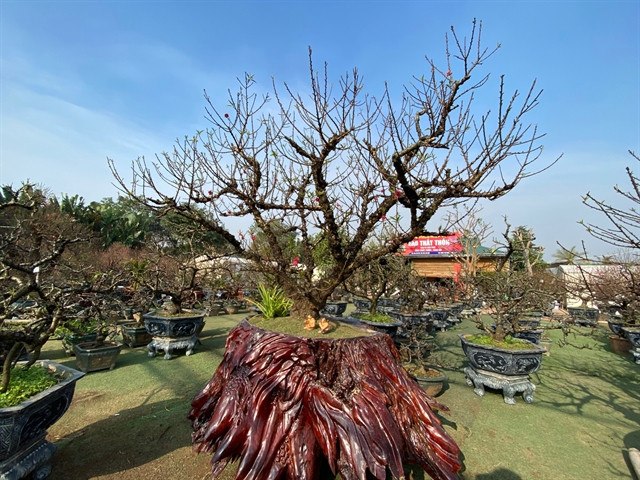 Spring blooms all around in bonsai gardens