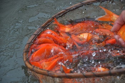 'Thủ phủ' nuôi cá chép đỏ lớn nhất miền Bắc bắt đầu tấp nập