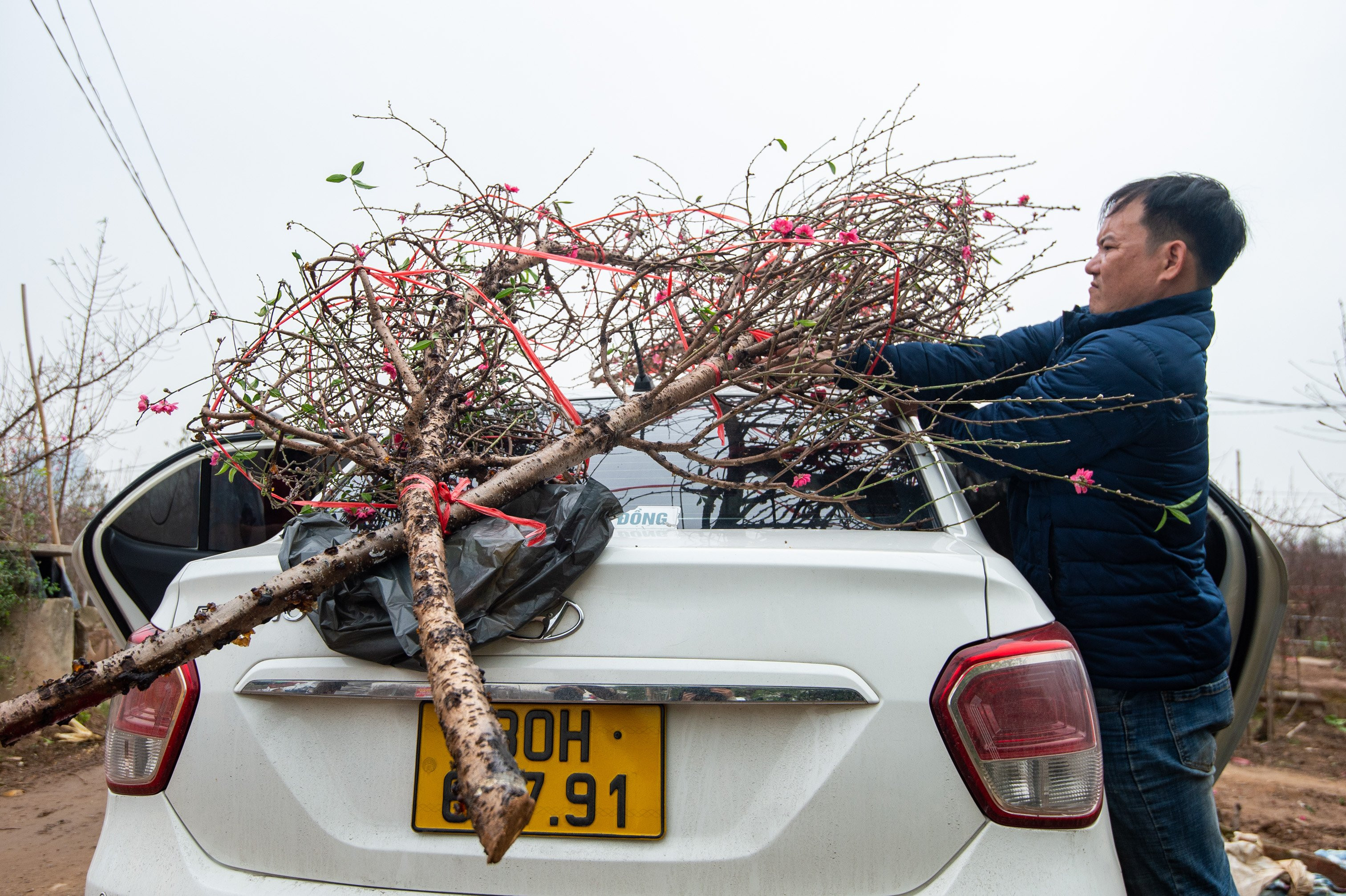 Lái ôtô lên vườn đào Nhật Tân để mua cây đẹp, giá rẻ