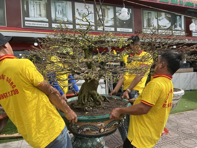 Bonsai rental services more popular this Tet