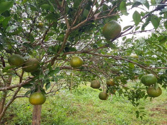 Thủ phủ cam bù vẫn chưa vào vụ, nông dân thất thu cả trăm triệu đồng