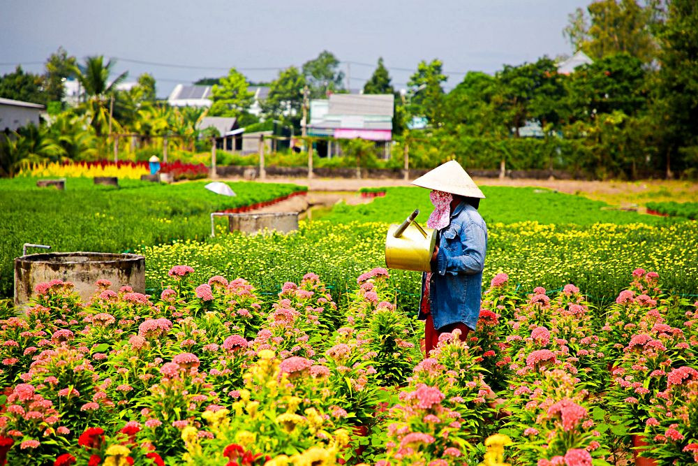 Những làng hoa miền Tây rực rỡ sắc màu hút khách check-in ngày giáp Tết