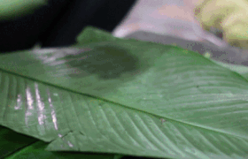 Làng gói bánh chưng nhanh như