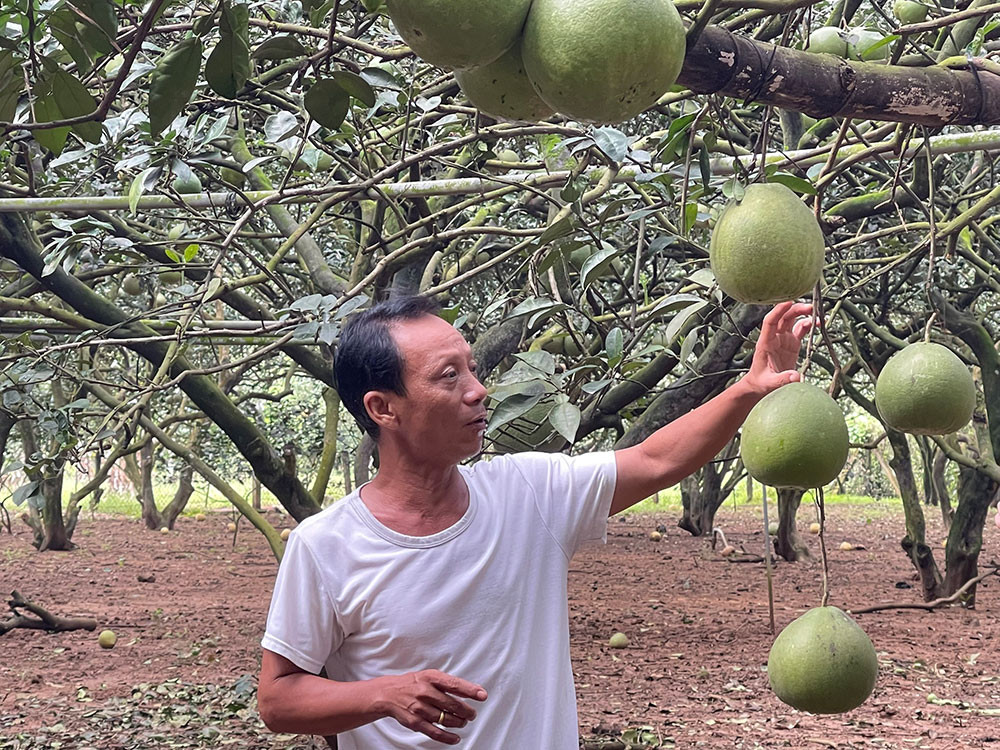 Bưởi Tân Triều rớt giá một nửa, nông dân bán sớm vẫn 'ế'