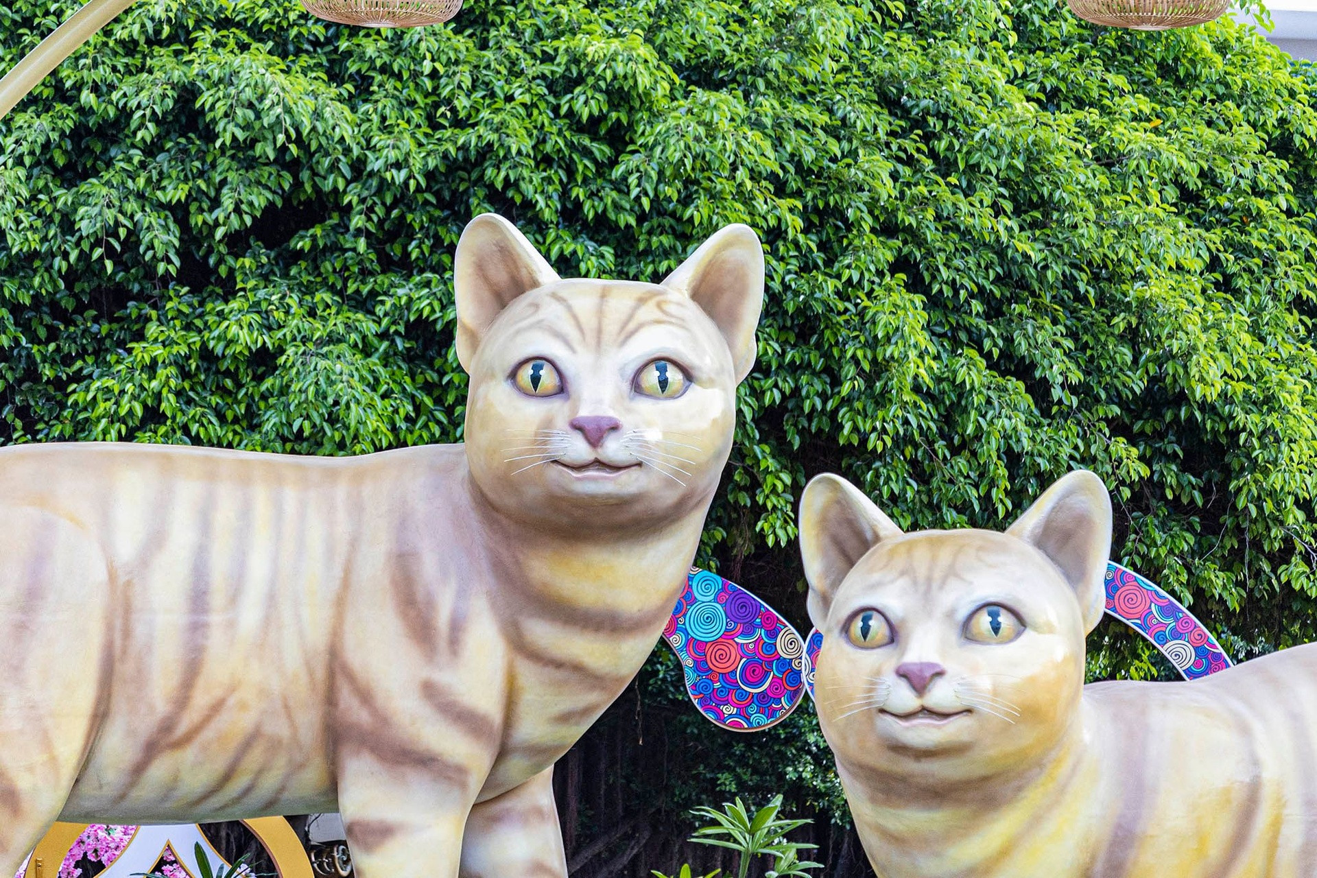 Nền Mèo Năm Mới Mèo Vàng Hình Nền Cho Tải Về Miễn Phí  Pngtree