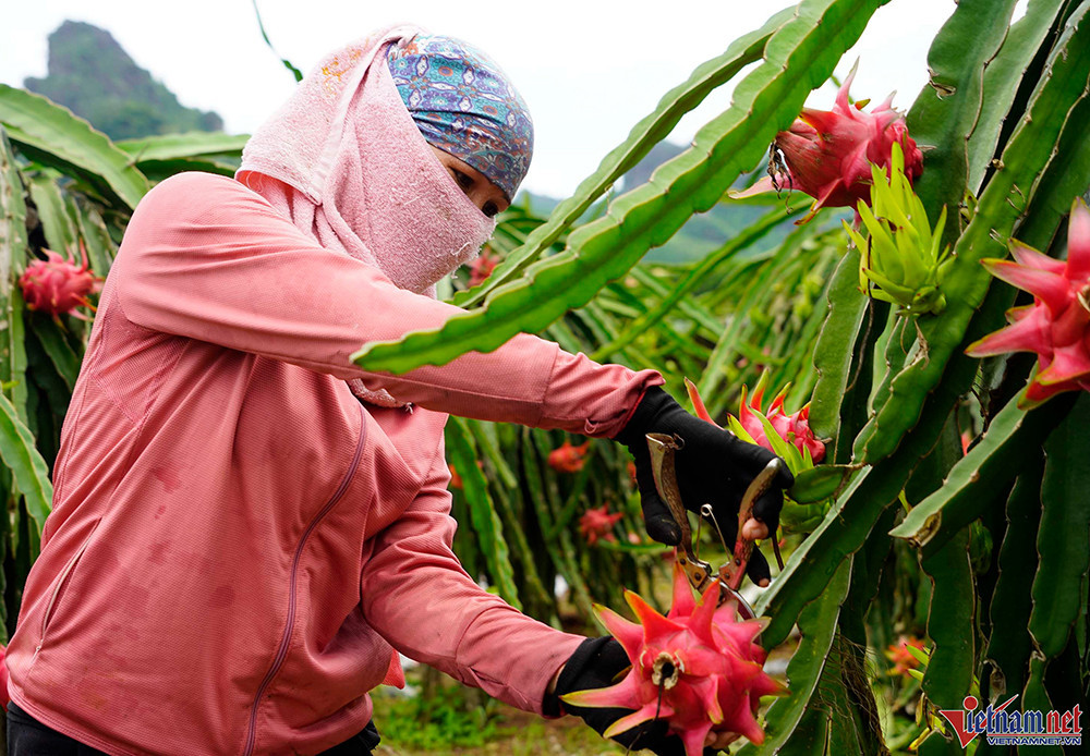 Dragon fruit prices surge, farmers earn big