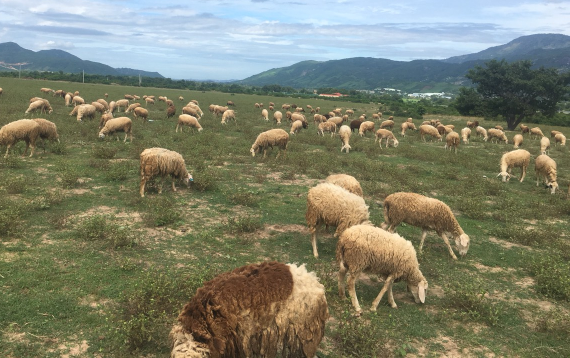 Ninh Thuận: Chăn nuôi gia súc theo chuỗi giúp đồng bào dân tộc thiểu số tăng thu nhập