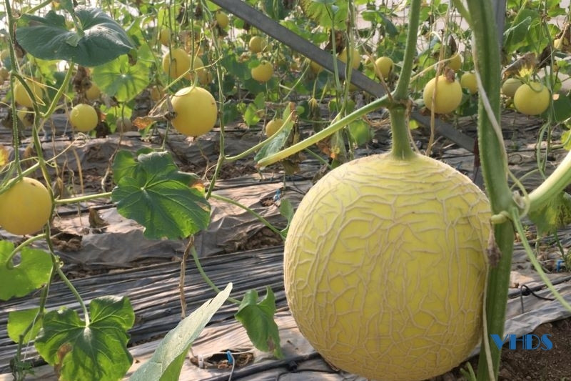 Phát triển sản phẩm OCOP gắn với xây dựng nông thôn mới ở Thanh Hóa