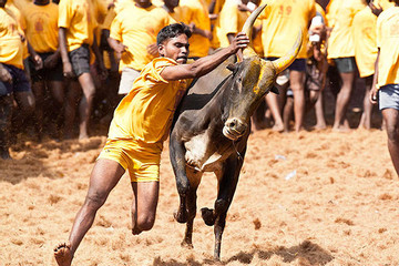 Lễ hội thuần hòa bò tót ở Ấn Độ: Vừa trở lại sau đại dịch đã có người thiệt mạng