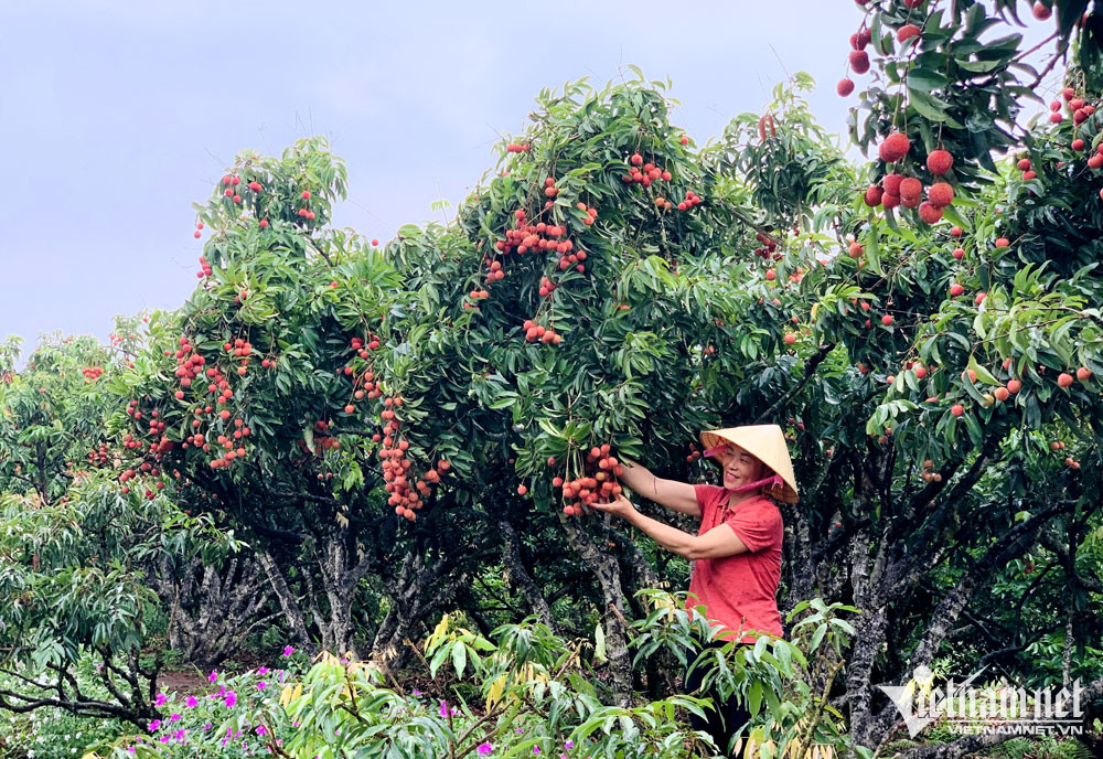 Trồng loại cây cho ‘quả ngọc’, nông dân thu cả vạn lượng vàng