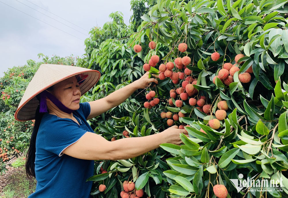 Từng là đặc sản rẻ như cho, nay nổi tiếng toàn cầu thu về nghìn tỷ