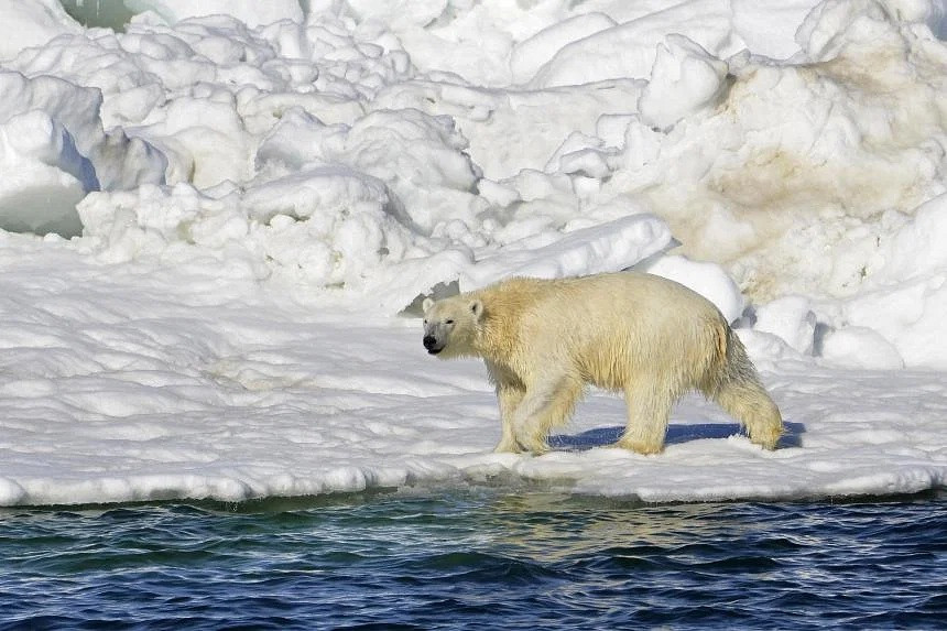 Gấu Bắc Cực tấn công khiến 2 người tử vong ở Alaska