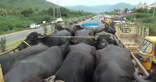 Việt Nam cảnh báo có thể dừng nhập trâu bò từ Lào, Campuchia, Thái Lan