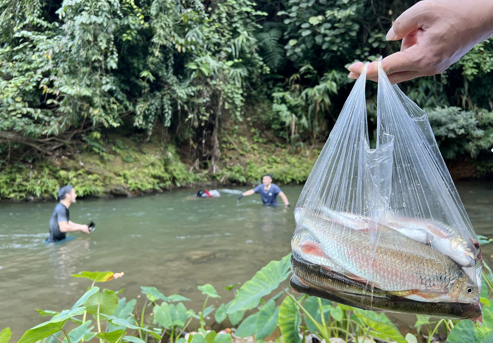 'Bản hương ước đại ngàn' để bảo vệ giống cá nức tiếng