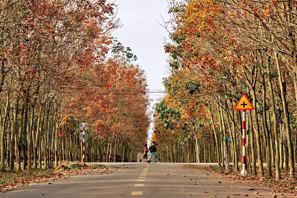 Rừng cao su cách TP.HCM chỉ 70km vào mùa thay lá, du khách mê mẩn check-in ngày cận Tết