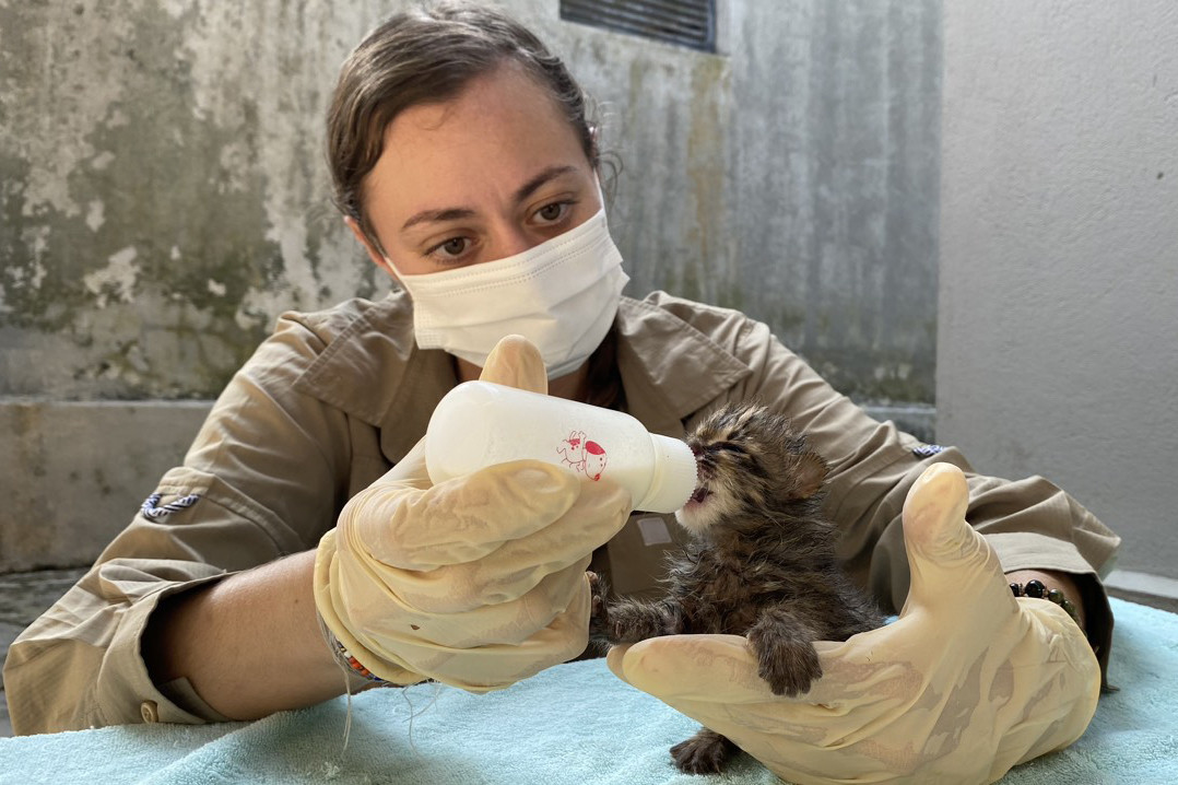 Những cá thể mèo rừng được cứu hộ có tên Đại Lải, Bình Định