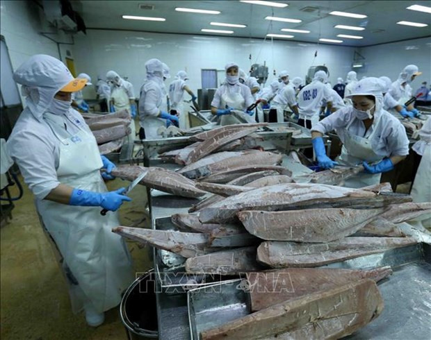 Cá ngừ lần đầu xuất khẩu tỷ đô: VASEP