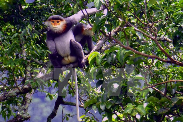 Biodiversity of Kon Ha Nung Biosphere Reserves discovered hinh anh 3