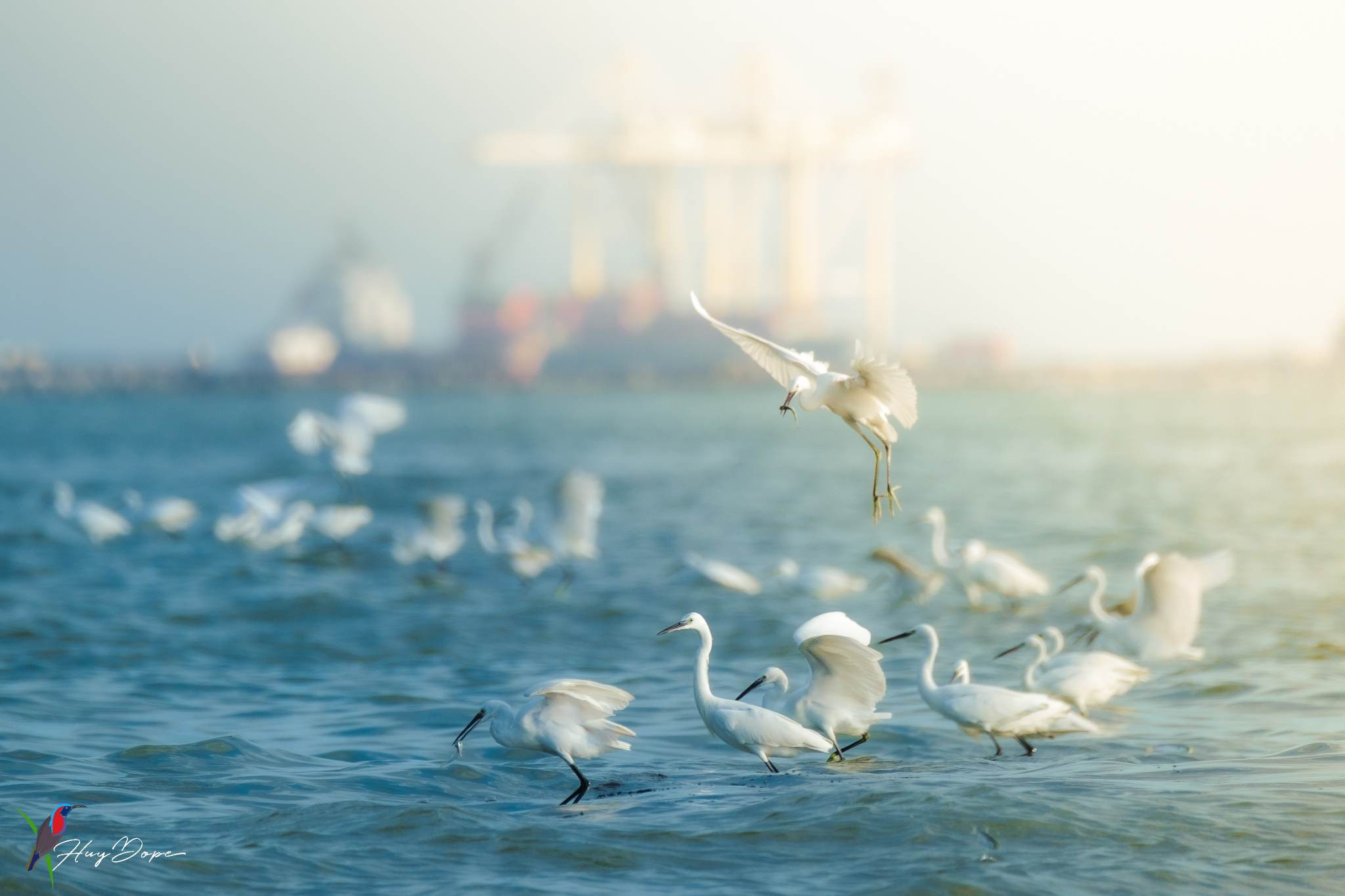 The man who takes photos of rare migratory birds on Son Tra peninsula