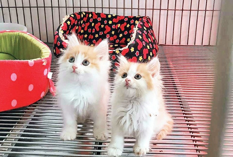 Cat love of Nguyen Bao Sinh! ảnh 2