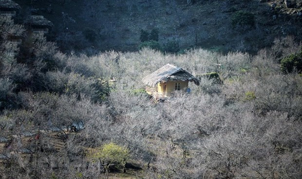 Moc Chau plateau – Land of flowers woos visitors