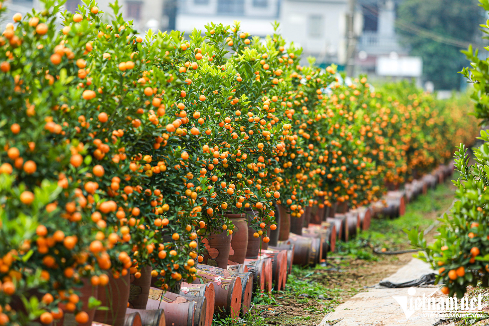 Tận dụng quả quất cảnh ngày Tết Nguyên Đán  có thể gây hại cho sức khỏe