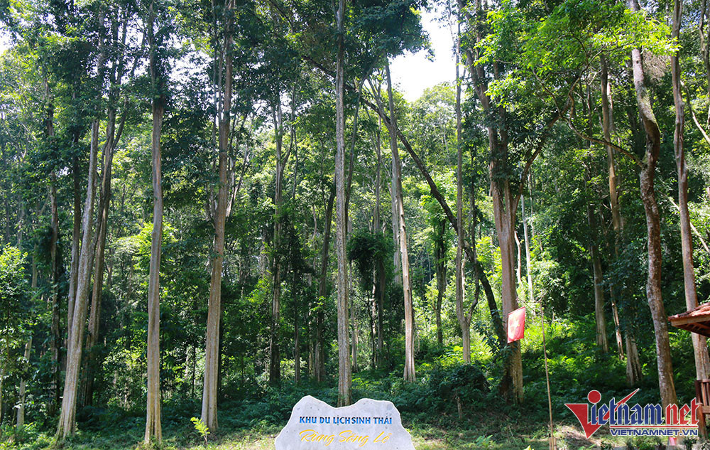 Discover Indochina’s most beautiful Lagerstroemia tomentosa forest